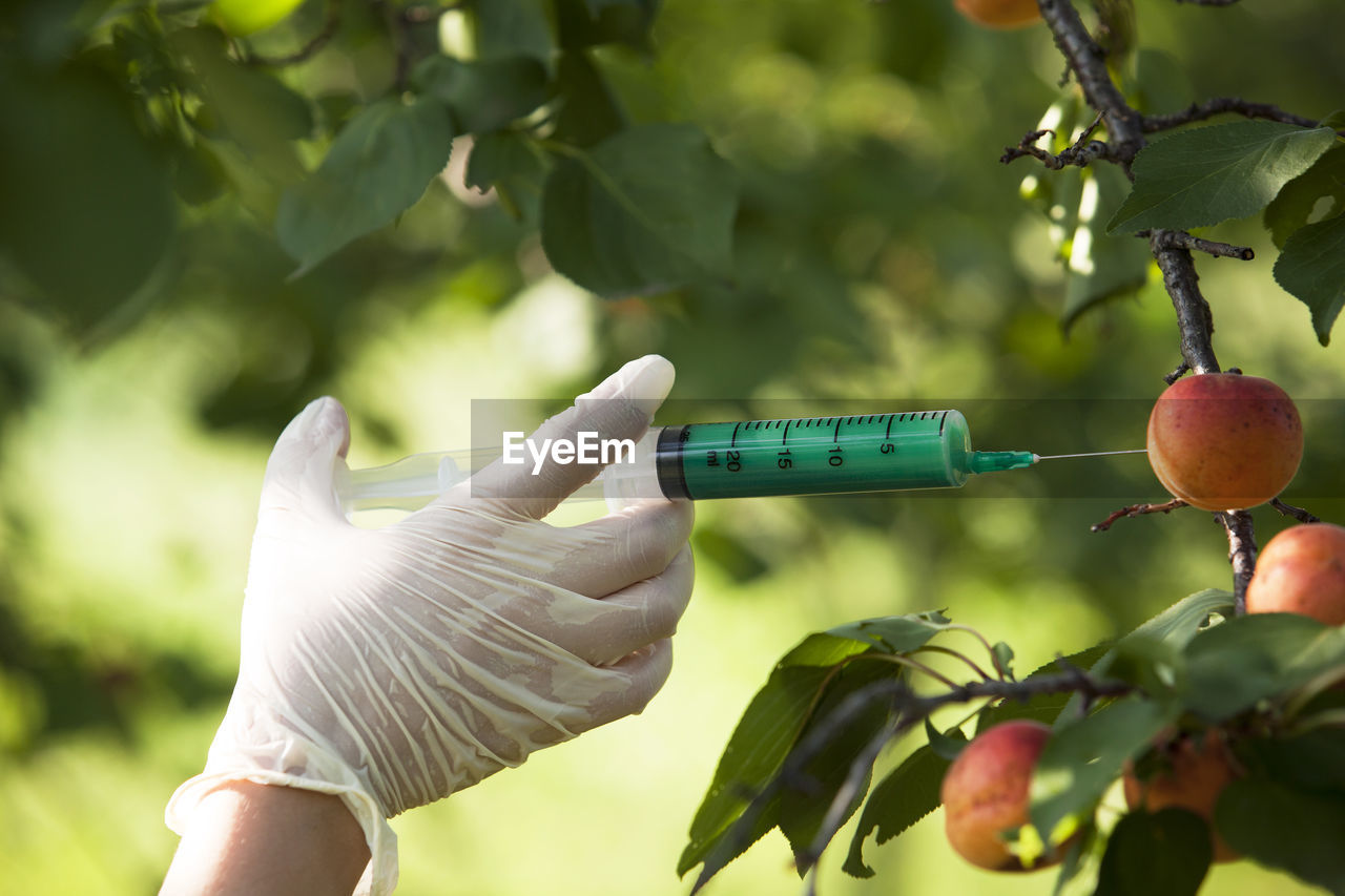 Cropped hand of person injecting insecticide in fruit