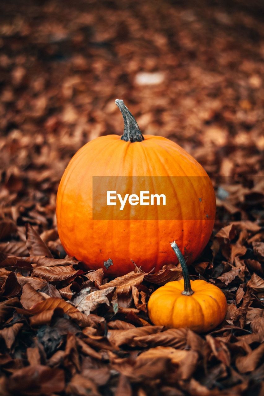 Close-up of pumpkins on field