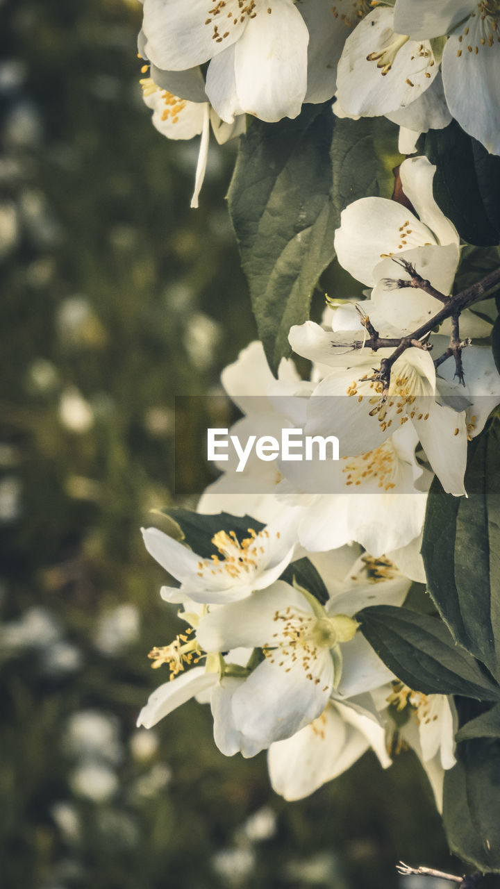 CLOSE-UP OF WHITE CHERRY BLOSSOMS ON TREE