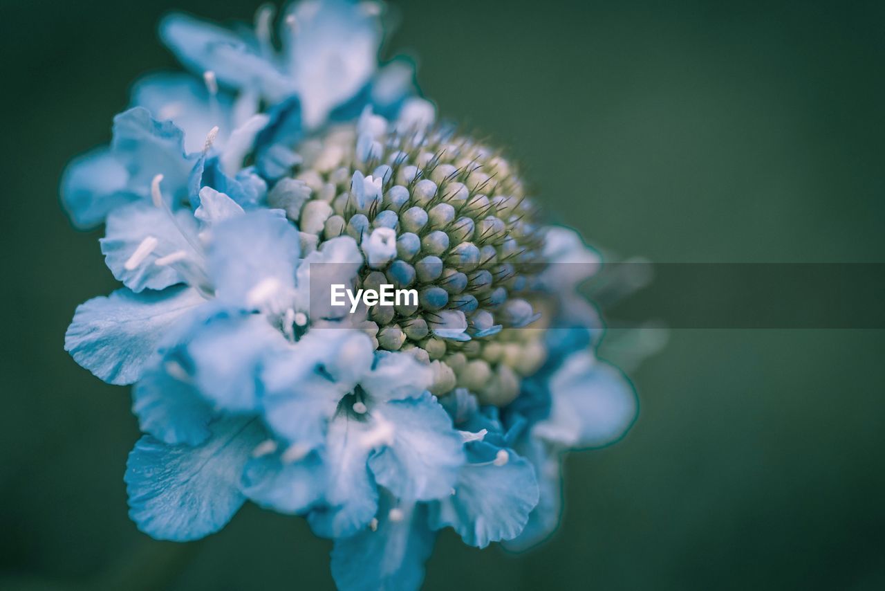 Close-up of purple flowering plant