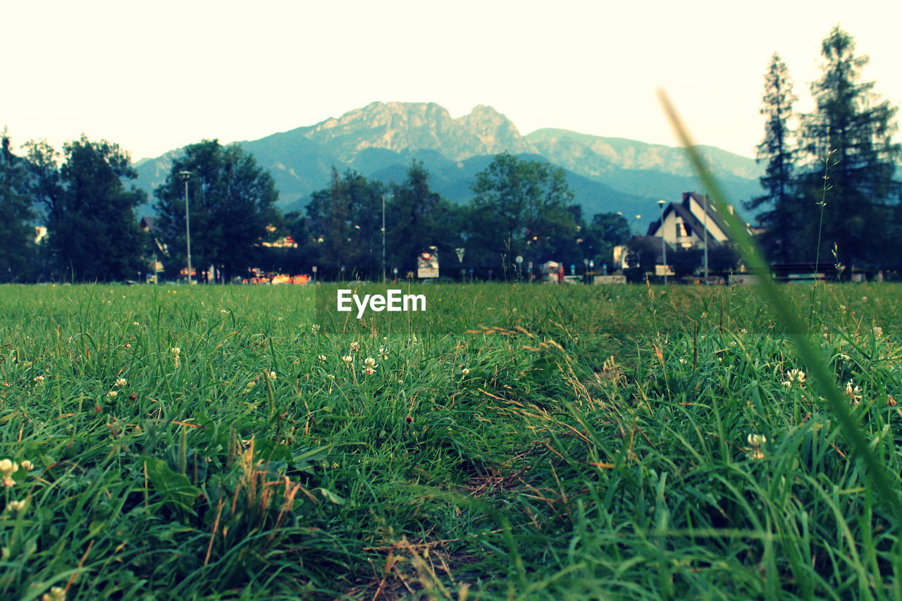 SCENIC VIEW OF FIELD AGAINST CLEAR SKY