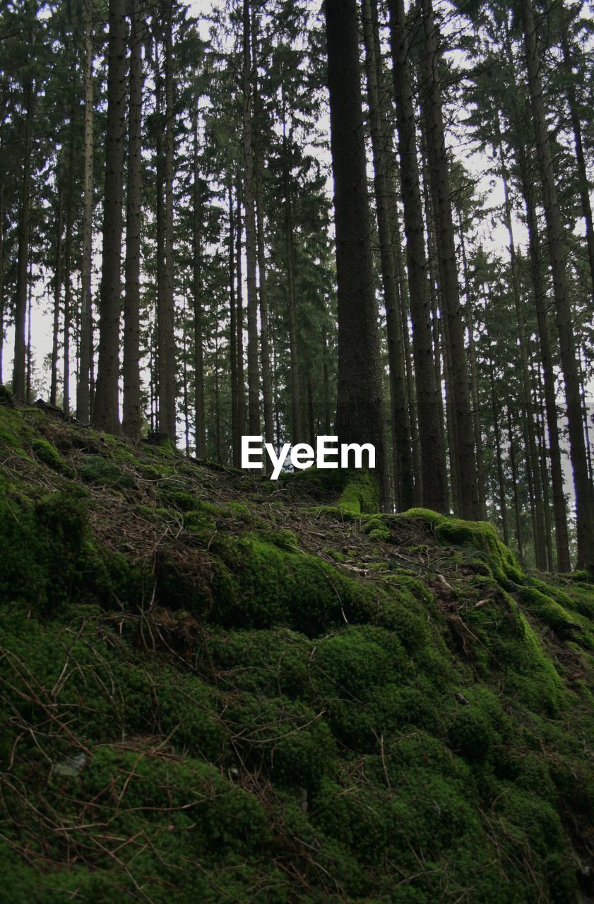 LOW ANGLE VIEW OF TREES ON LAND