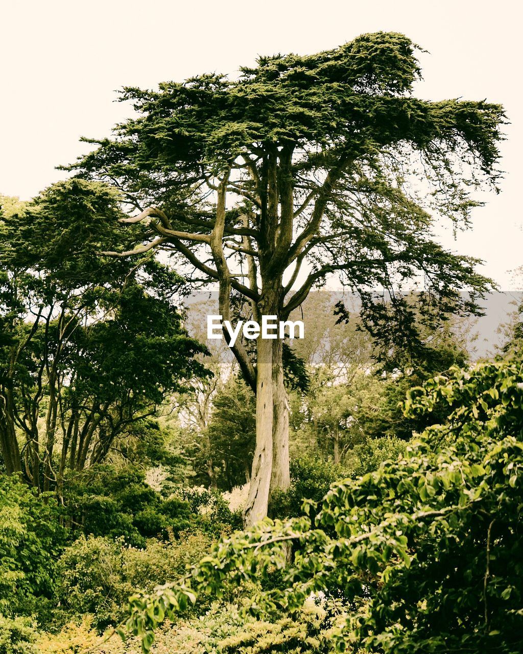 Trees in forest
