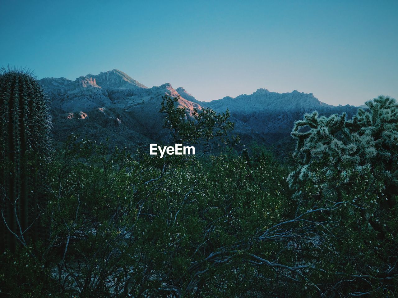 Scenic view of field against clear sky