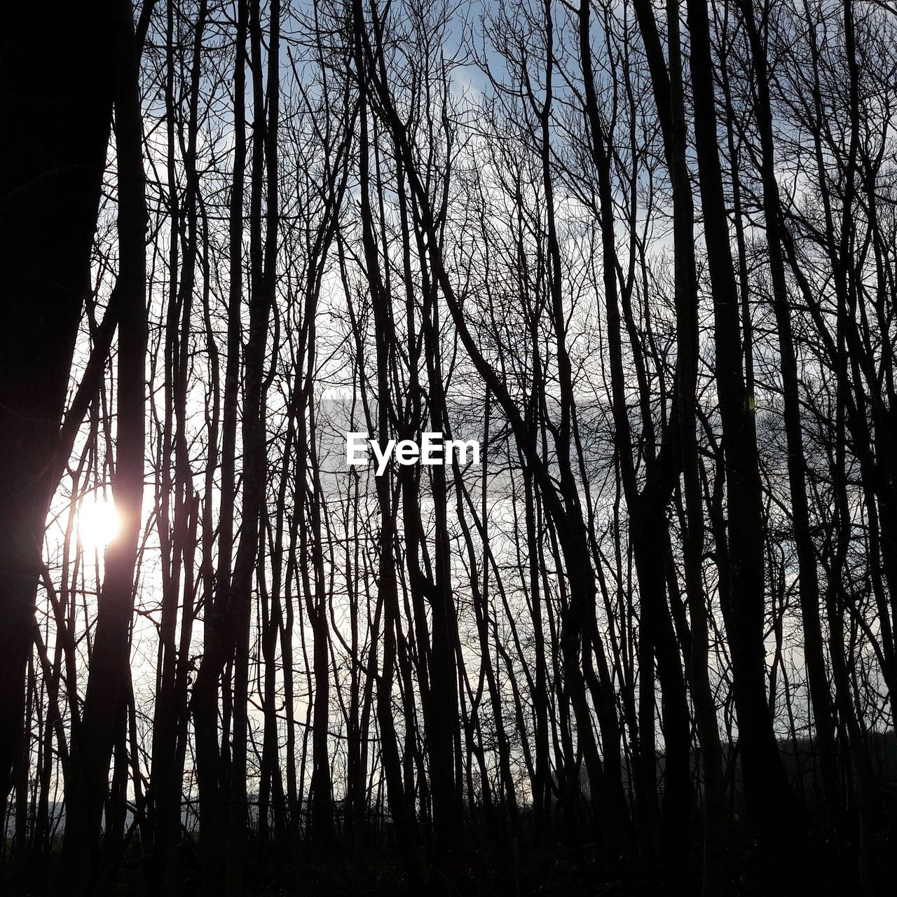 VIEW OF TREES AGAINST SKY