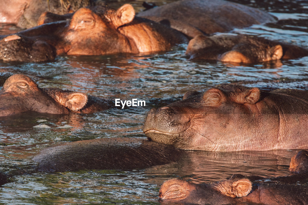 Hippos by the lake