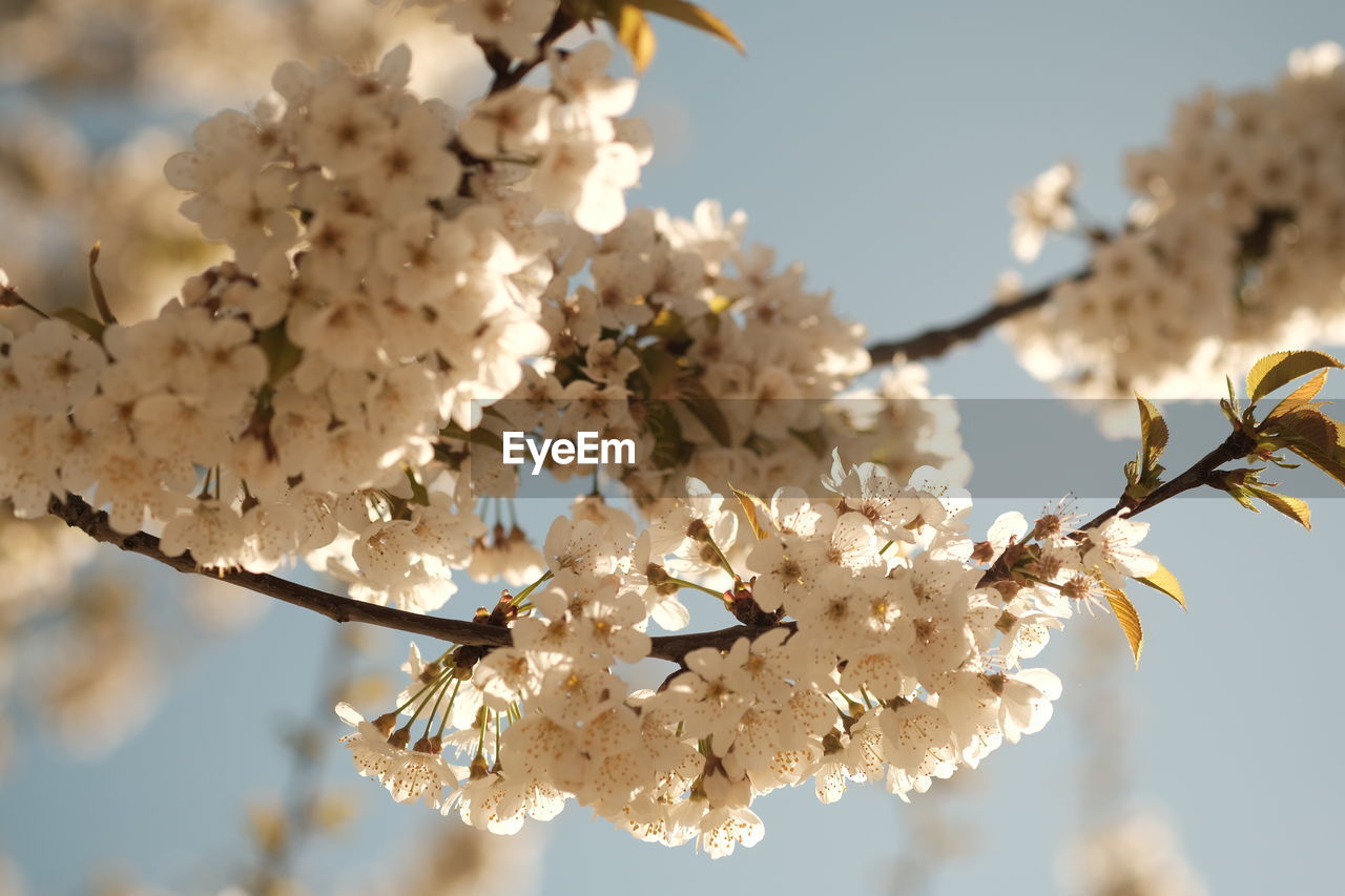 plant, tree, blossom, flower, fragility, flowering plant, springtime, beauty in nature, growth, freshness, branch, nature, spring, cherry blossom, macro photography, close-up, focus on foreground, no people, white, sky, produce, outdoors, cherry tree, low angle view, day, twig, inflorescence, flower head, fruit tree, botany, food, sunlight, almond tree, selective focus, food and drink, agriculture, petal, fruit, tranquility