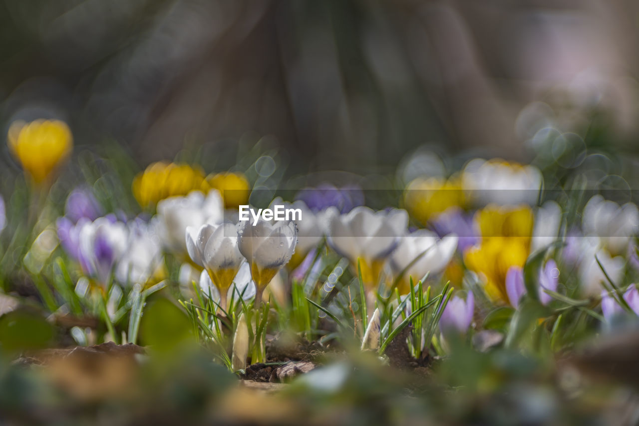 Close-up of white crocus flowers on field