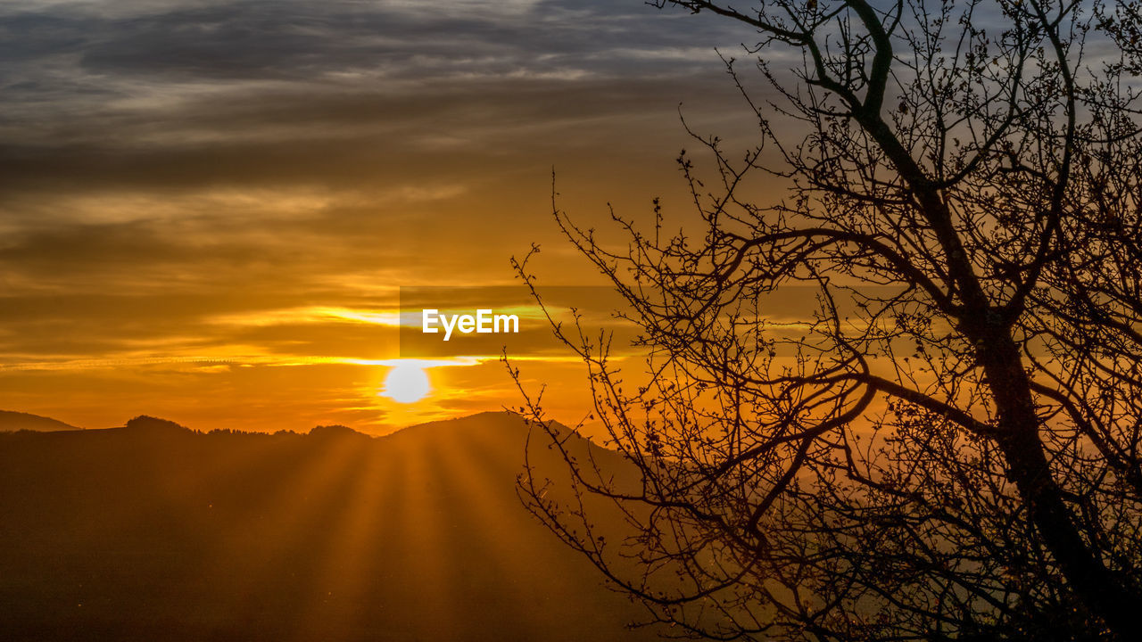 Silhouette bare tree against orange sky