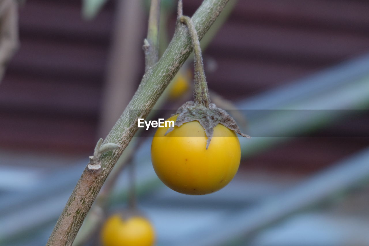 CLOSE-UP OF FRUITS ON TREE