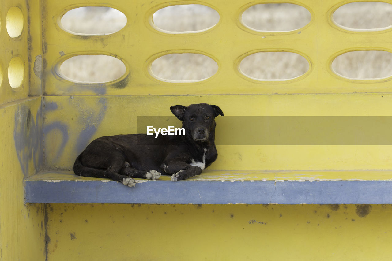 Portrait of black dog sitting against yellow wall