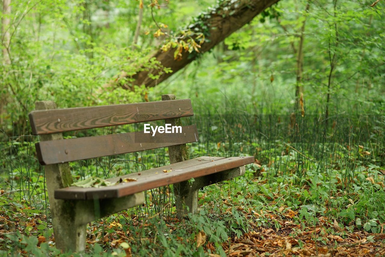 Wooden bench in grass