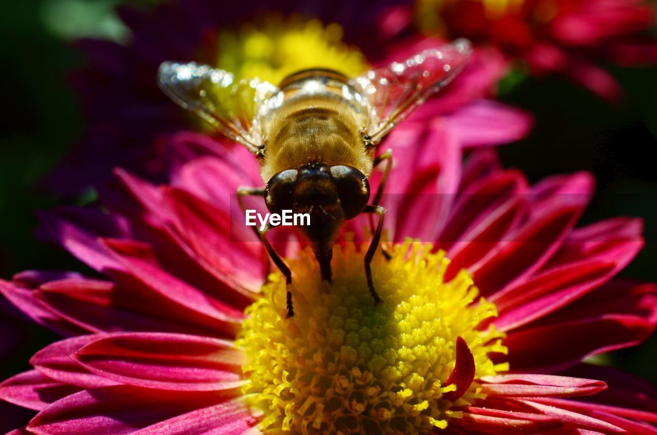 CLOSE-UP OF INSECT POLLINATING ON RED FLOWER