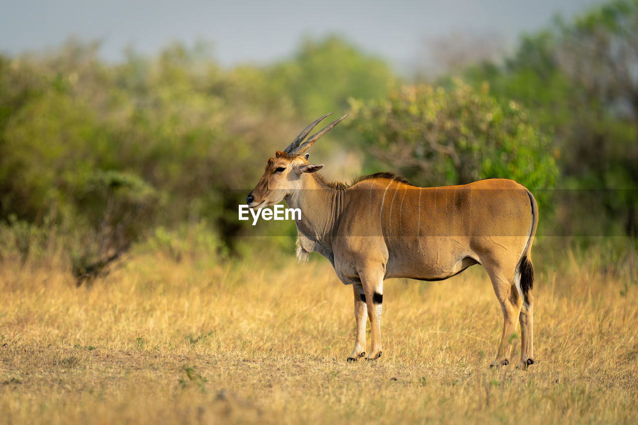 side view of a deer standing on field