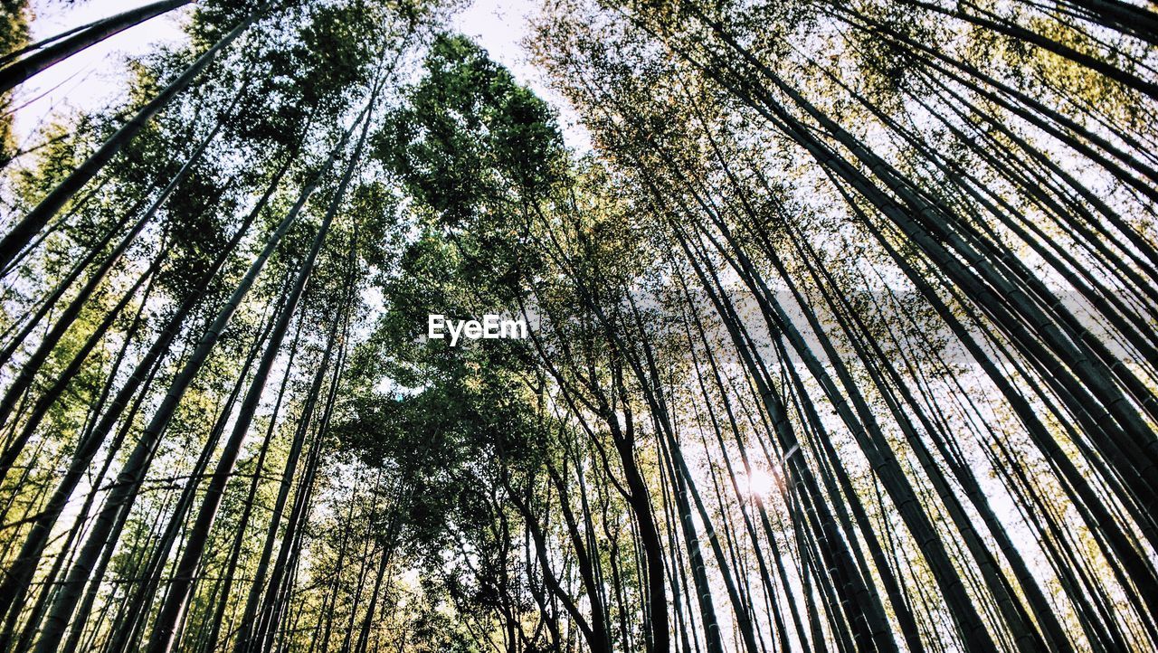 Low angle view of trees growing in forest