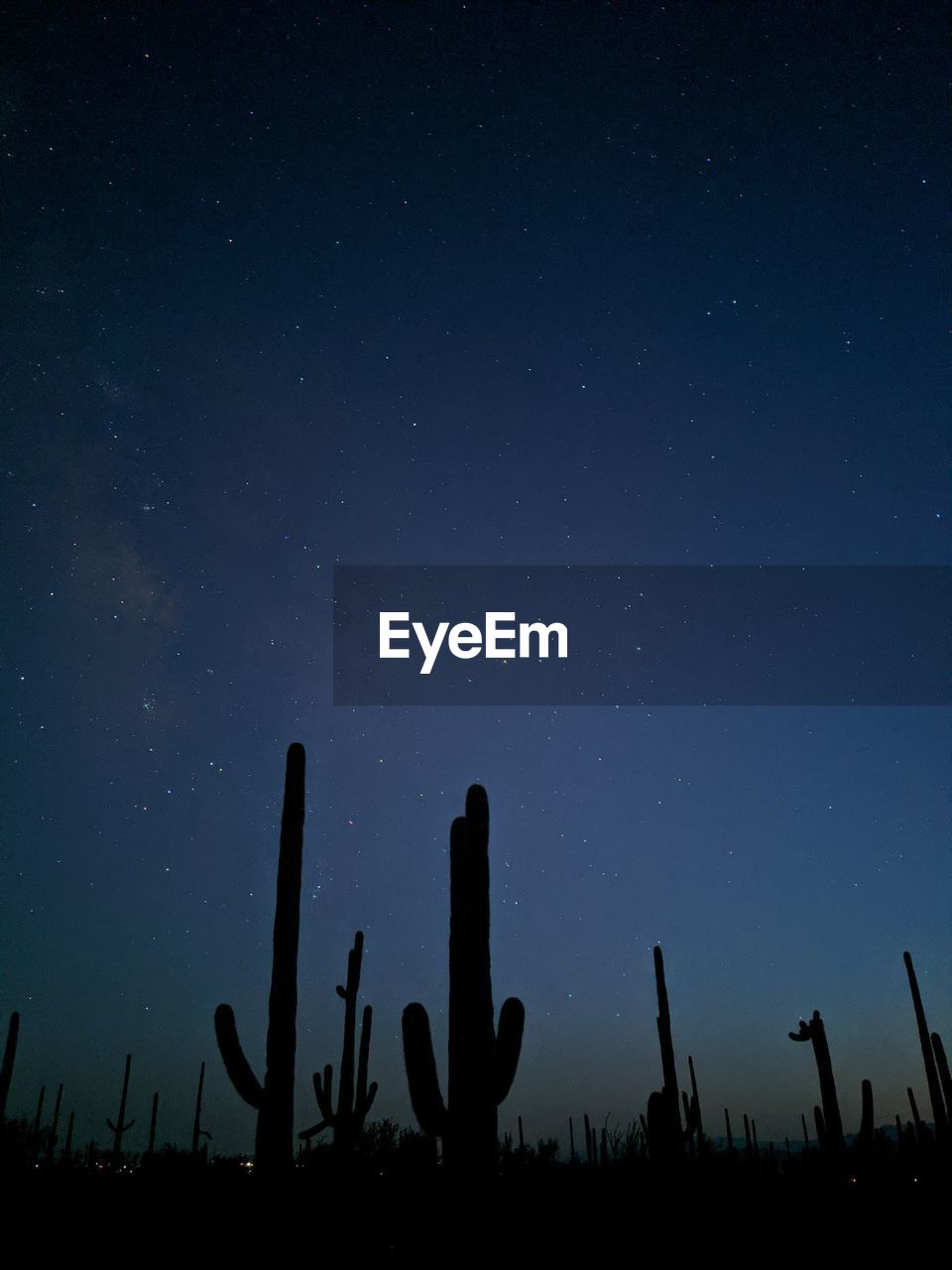 LOW ANGLE VIEW OF SILHOUETTE CACTUS AGAINST FIELD AT NIGHT