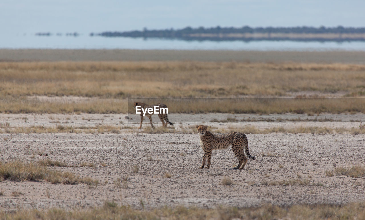 Cheetah brothers roaming the etosha plains