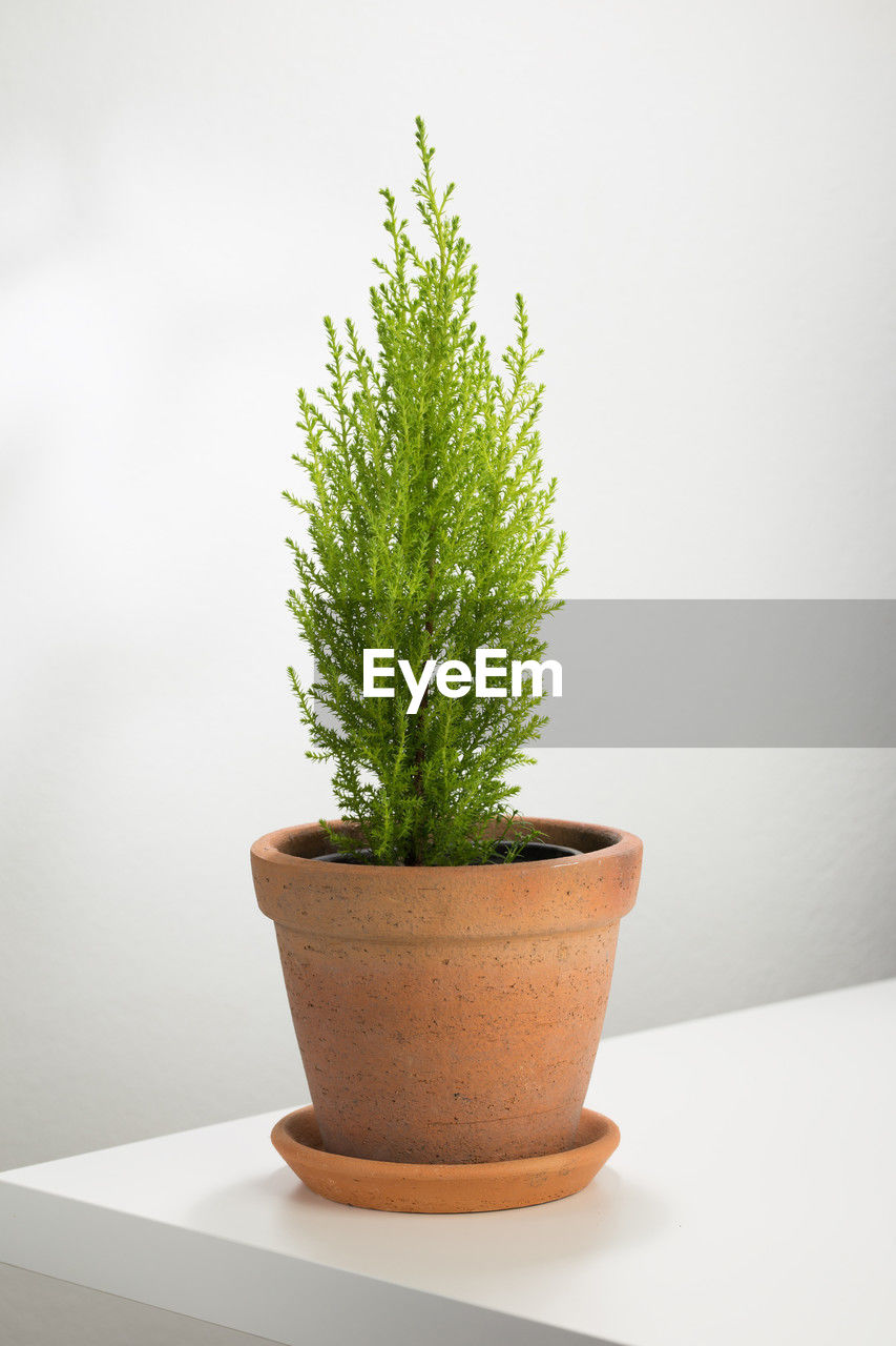 plant, potted plant, growth, indoors, nature, green, no people, flowerpot, houseplant, studio shot, wall - building feature, herb, succulent plant