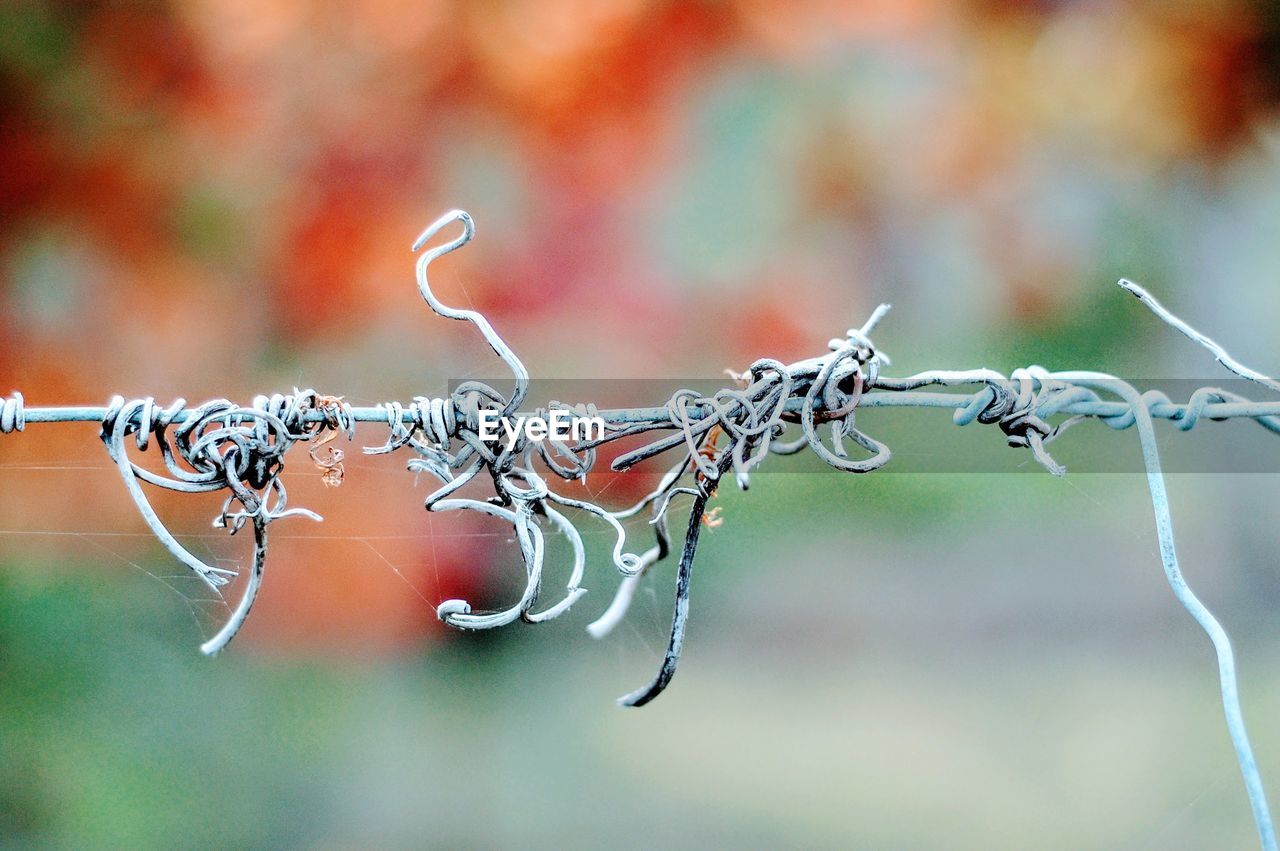CLOSE-UP OF WET BARBED WIRE
