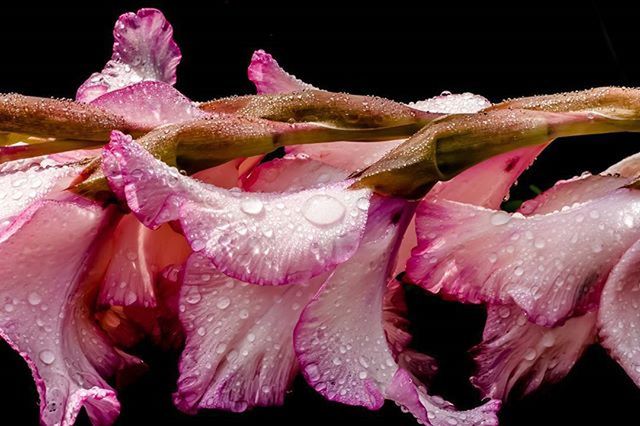 CLOSE-UP OF WATER DROPS ON PINK ROSE