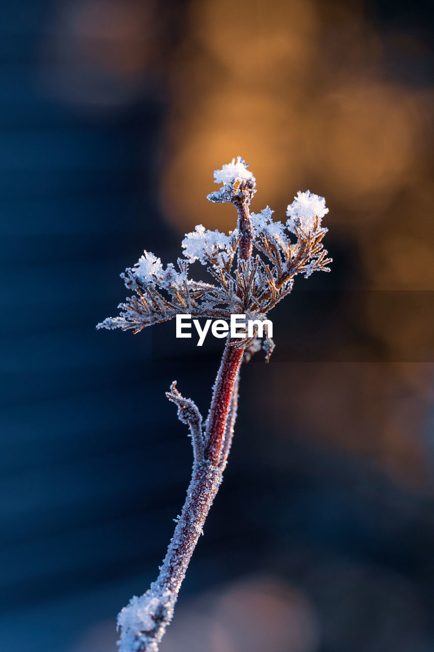 macro photography, flower, close-up, blue, nature, frost, branch, plant, no people, focus on foreground, leaf, beauty in nature, spring, winter, outdoors, cold temperature, twig, reflection, water, fragility, animal, flowering plant, ice, frozen, environment, animal themes, animal wildlife