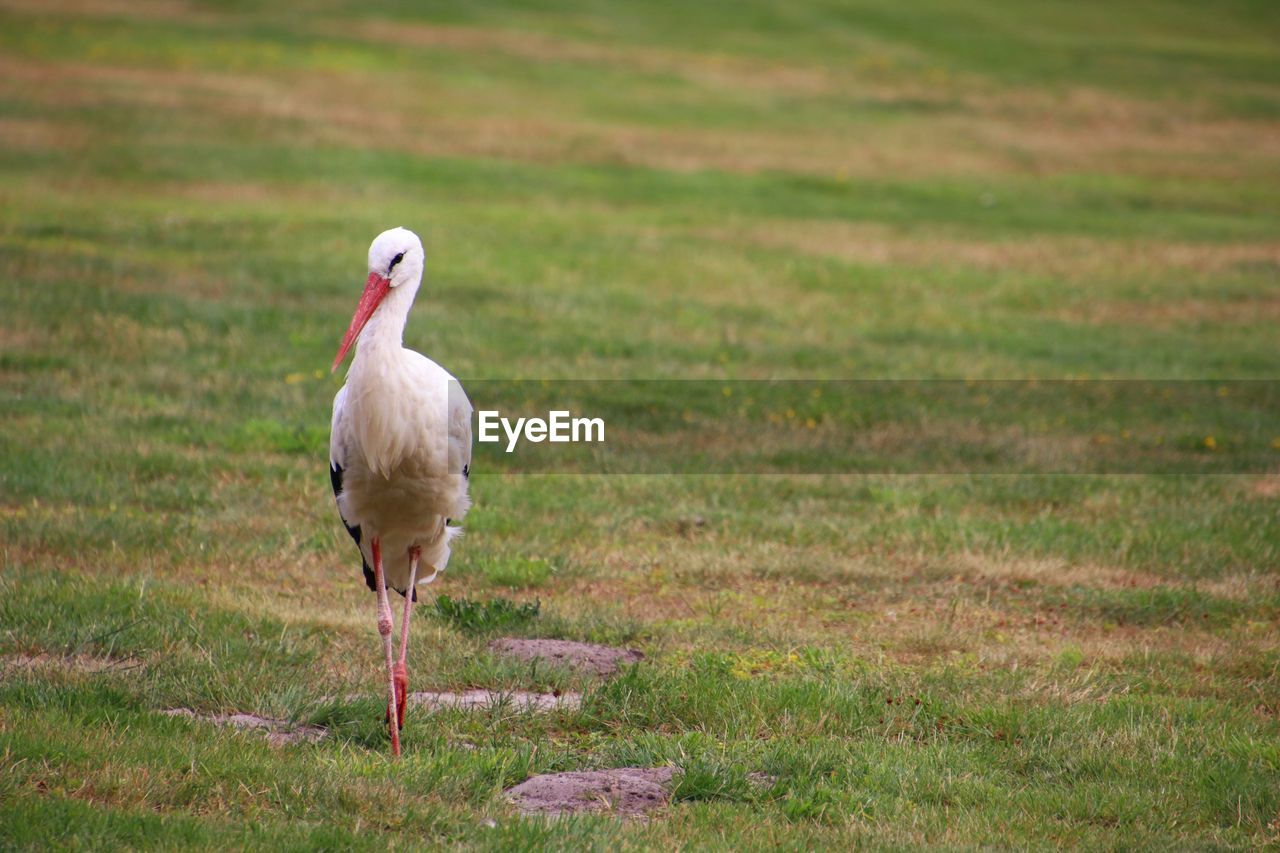 DUCK STANDING ON FIELD