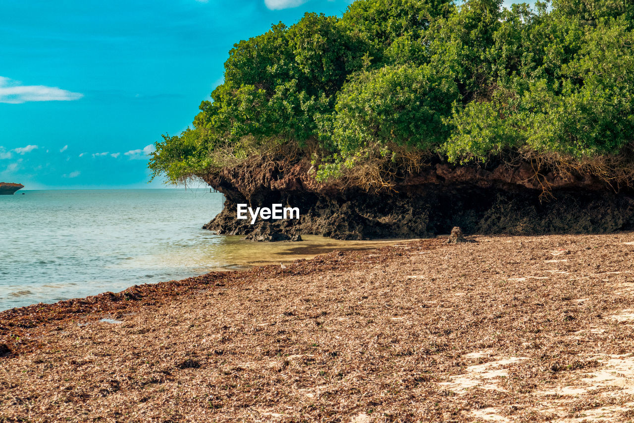 water, sea, land, tree, beach, shore, sky, coast, plant, beauty in nature, nature, body of water, scenics - nature, tranquility, tranquil scene, ocean, cloud, sand, no people, rock, day, bay, idyllic, outdoors, environment, non-urban scene, green, horizon, travel destinations, coastline, tropics, landscape, tropical climate, sunlight, soil, terrain, island, travel, growth