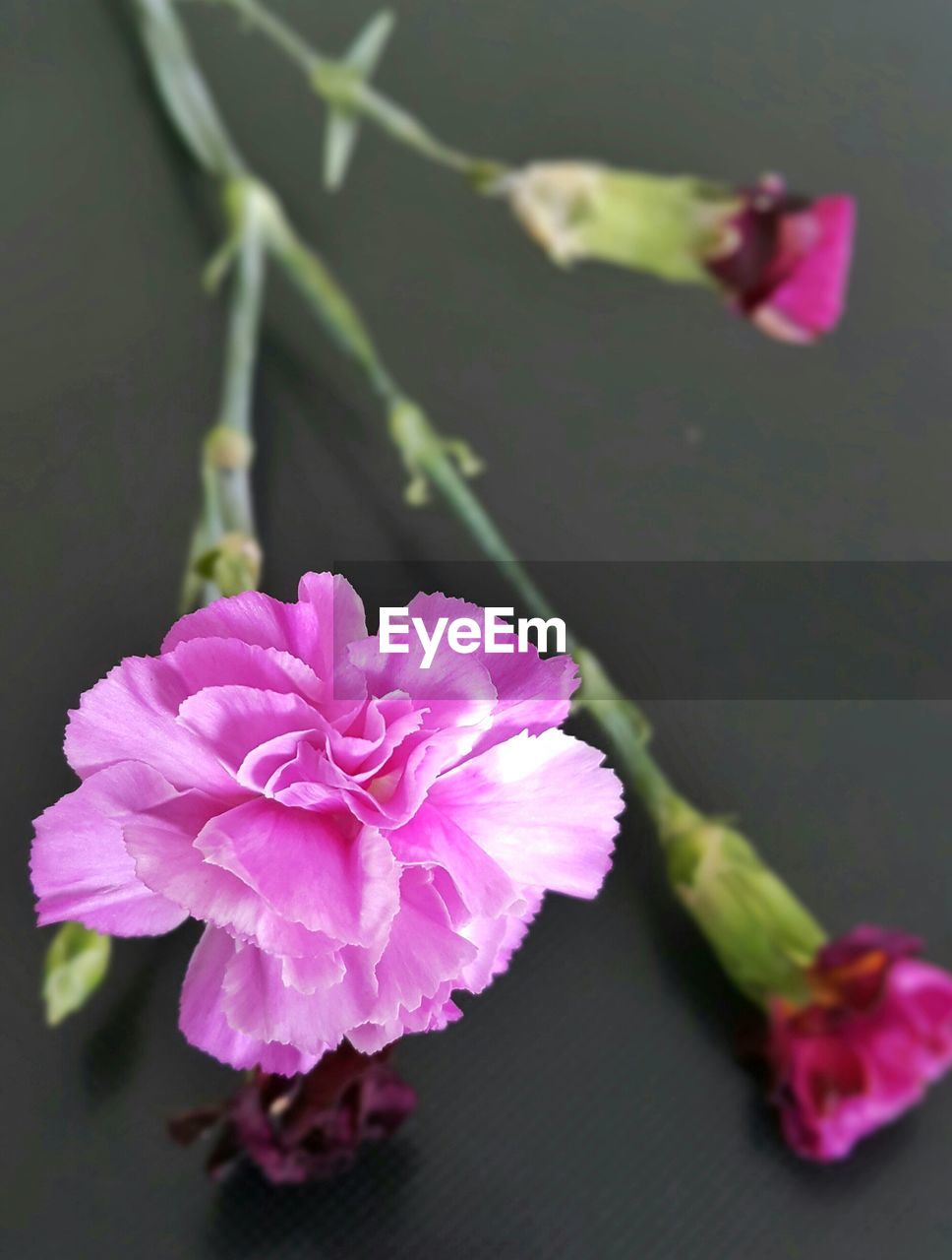 Close-up of pink flowers