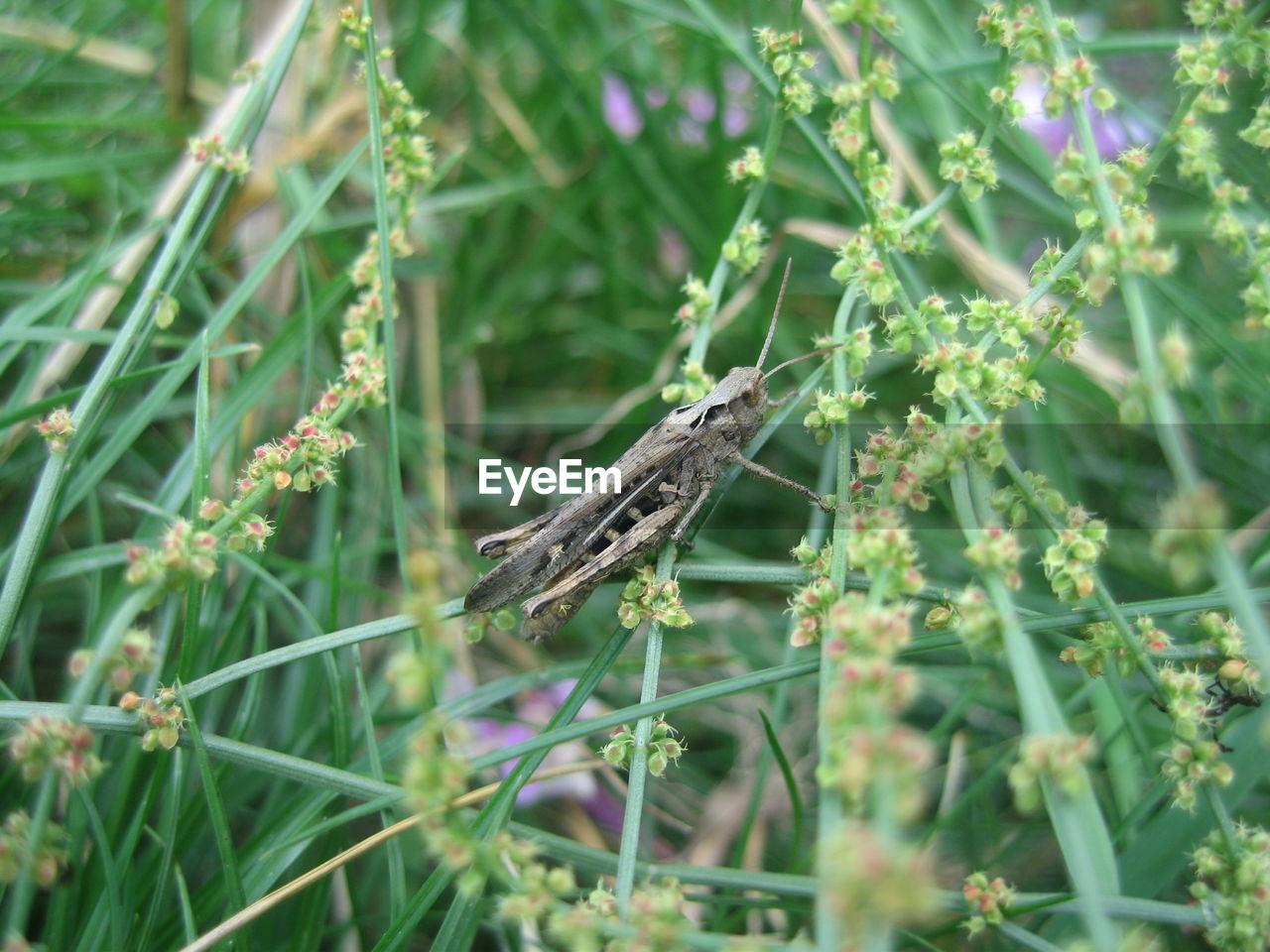 CLOSE-UP OF BUTTERFLY ON GREEN PLANT