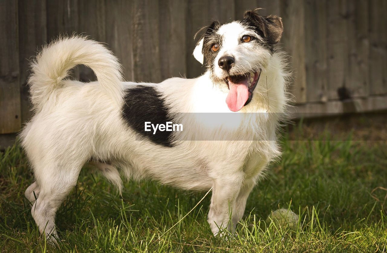 Close-up of dog sticking out tongue on grass