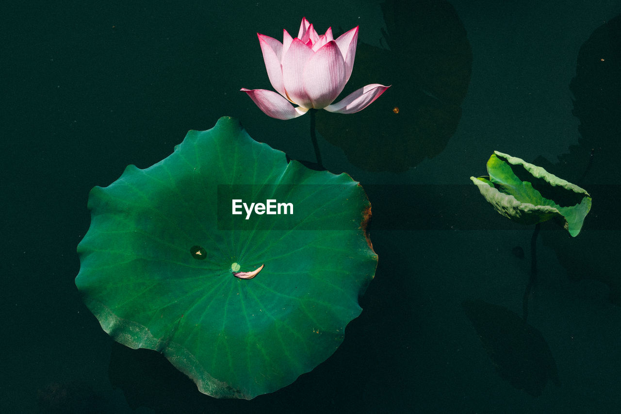 Lotus water lily in lake