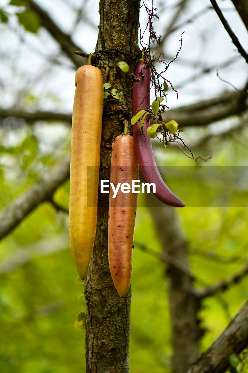 CLOSE-UP OF VEGETABLES ON TREE TRUNK