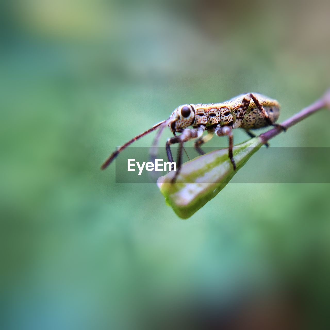 Close-up of insect on flower bud