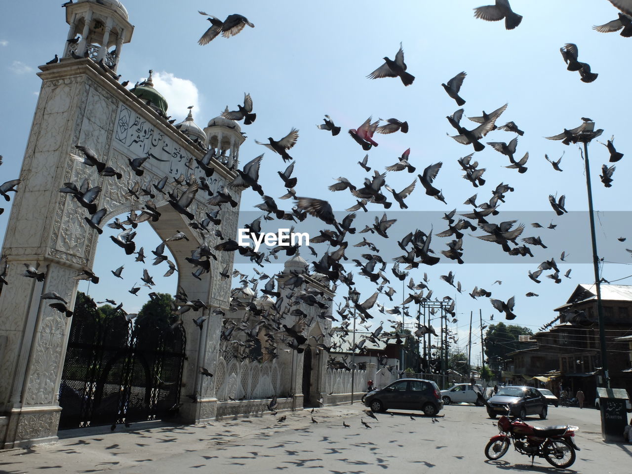 BIRDS FLYING OVER CITY