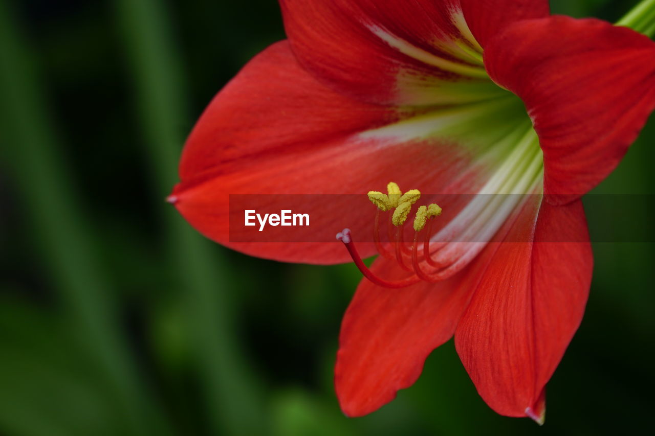 Close-up of red  flower