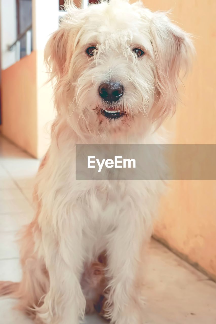 domestic animals, pet, one animal, dog, canine, animal themes, mammal, animal, portrait, looking at camera, maltese, havanese, west highland white terrier, carnivore, morkie, sitting, cute, norfolk terrier, white, animal hair, no people, indoors, bichon, terrier, coton de tulear, puppy, flooring, lap dog