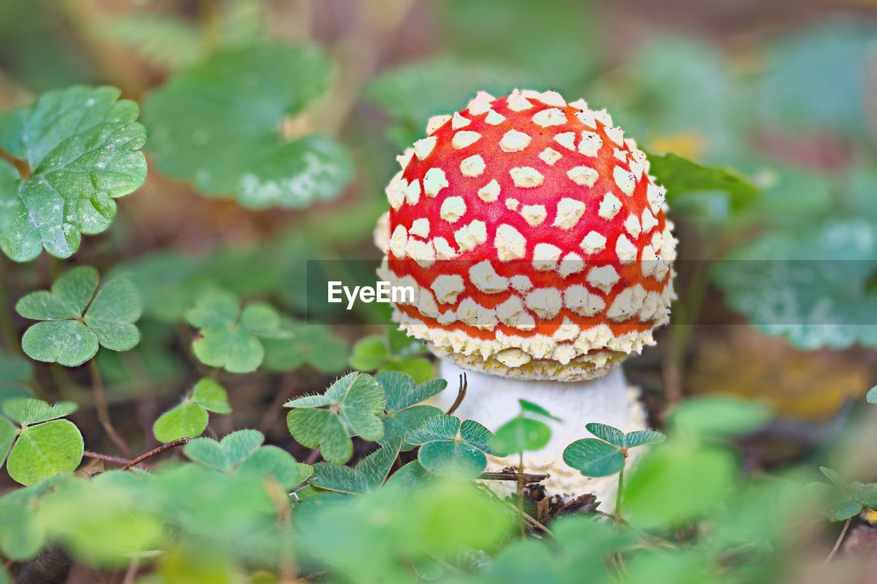 Sprouting toadstool between clover