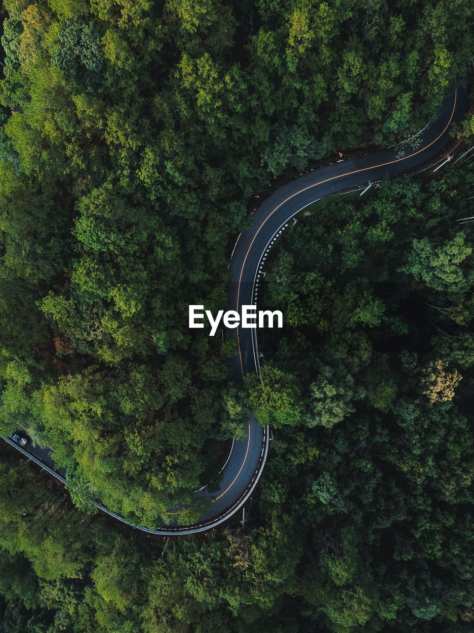 High angle view of road amidst trees