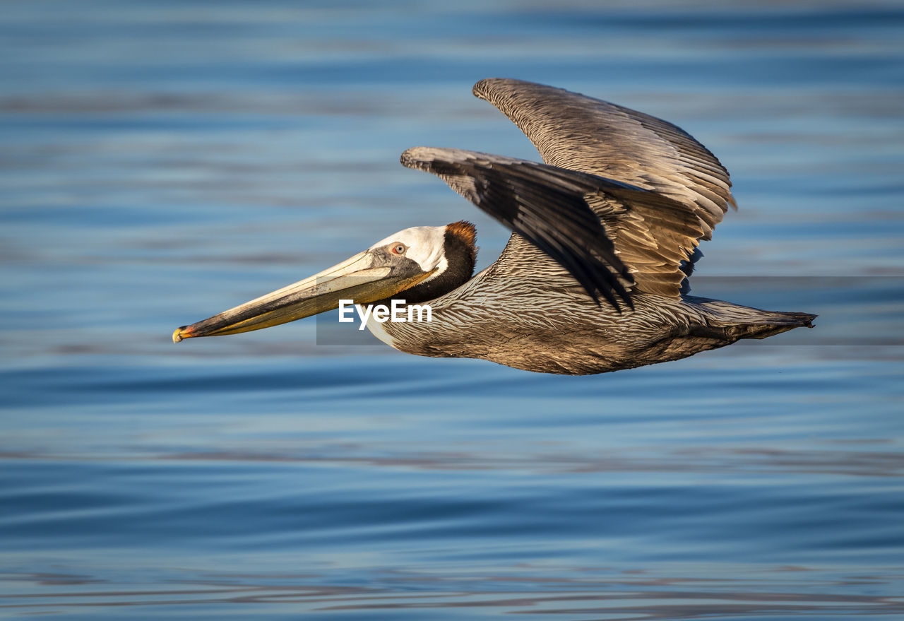 Brown pelican flying over the salton sea