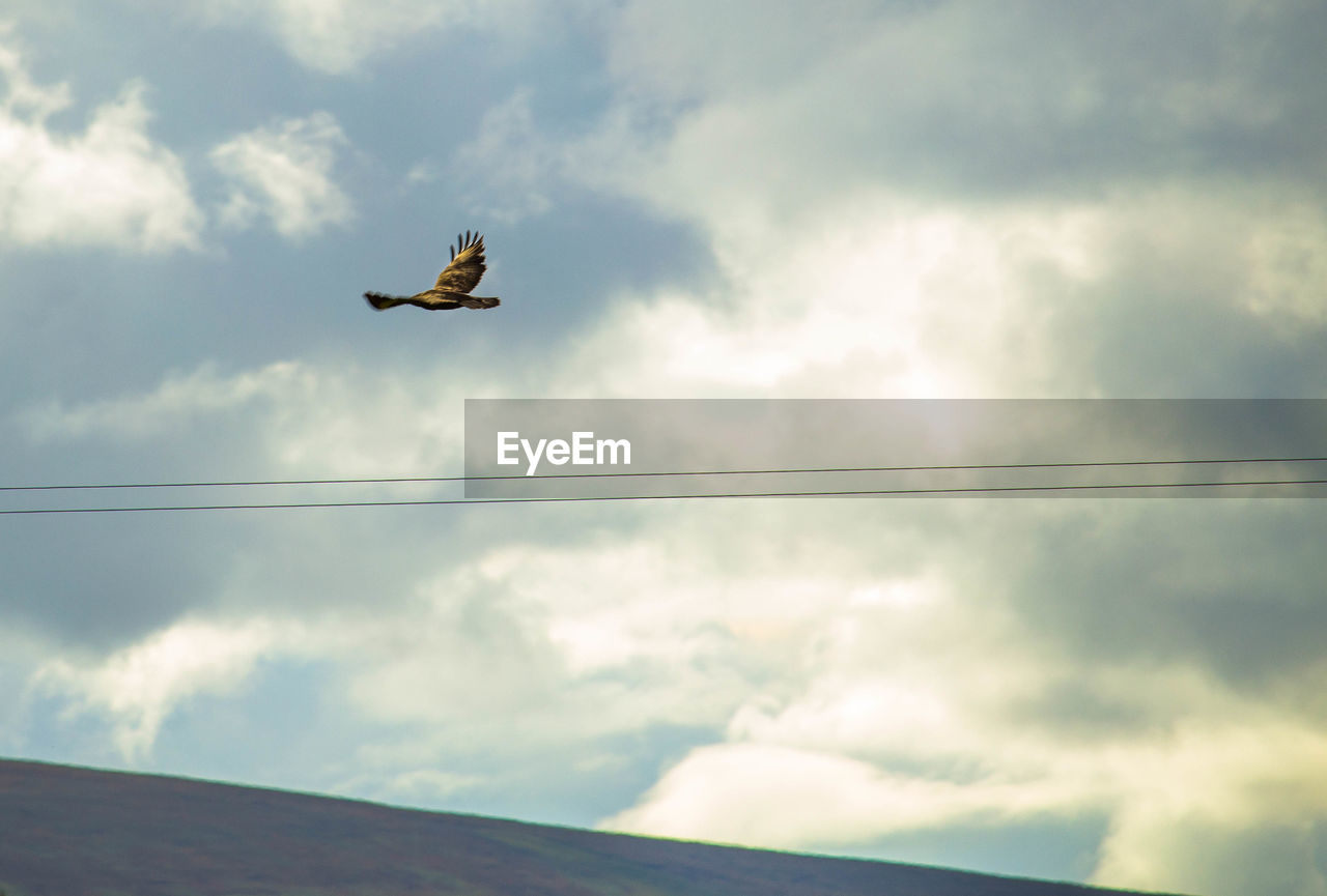 Low angle view of bird flying in cloudy sky