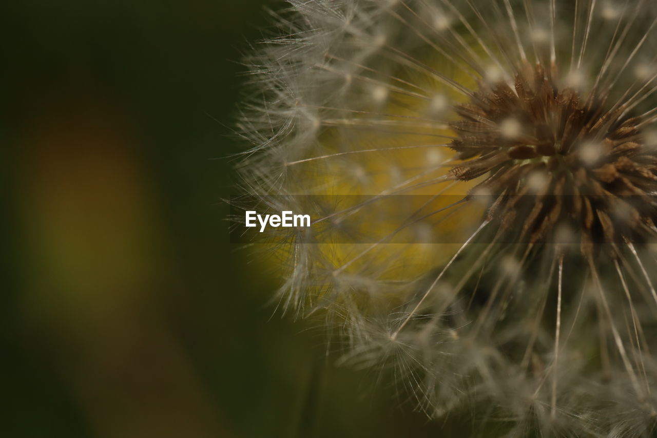 nature, dandelion, fragility, plant, flower, close-up, flowering plant, beauty in nature, macro photography, freshness, dandelion seed, softness, growth, grass, seed, no people, green, focus on foreground, inflorescence, flower head, selective focus, plant stem, outdoors, leaf, day, macro, thorns, spines, and prickles, sunlight