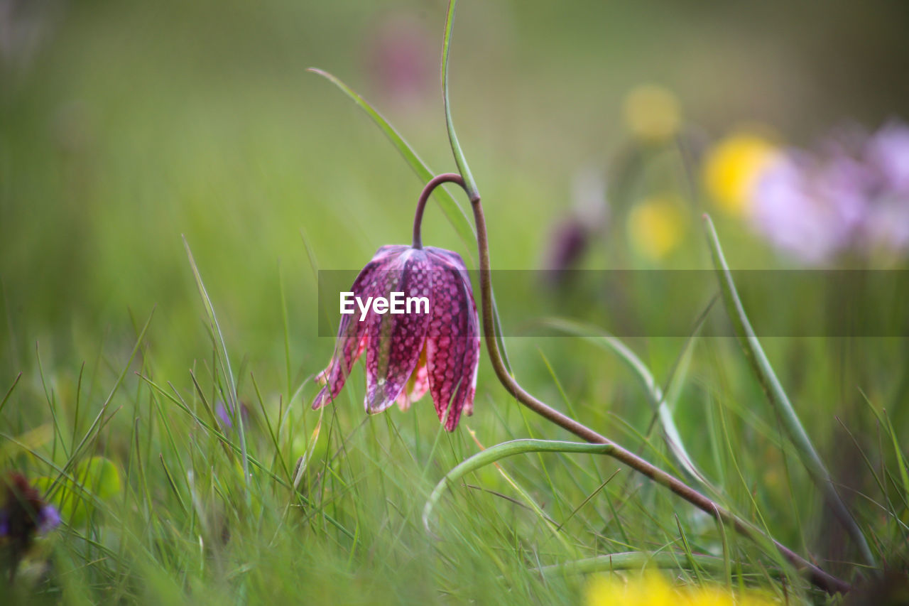 Close-up of purple flowering plant on land