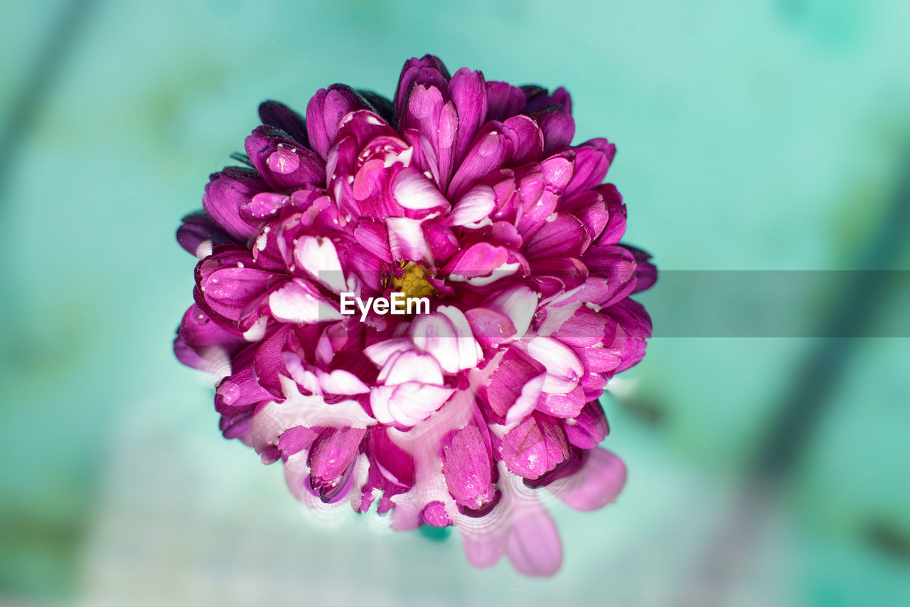 Close-up of purple flower