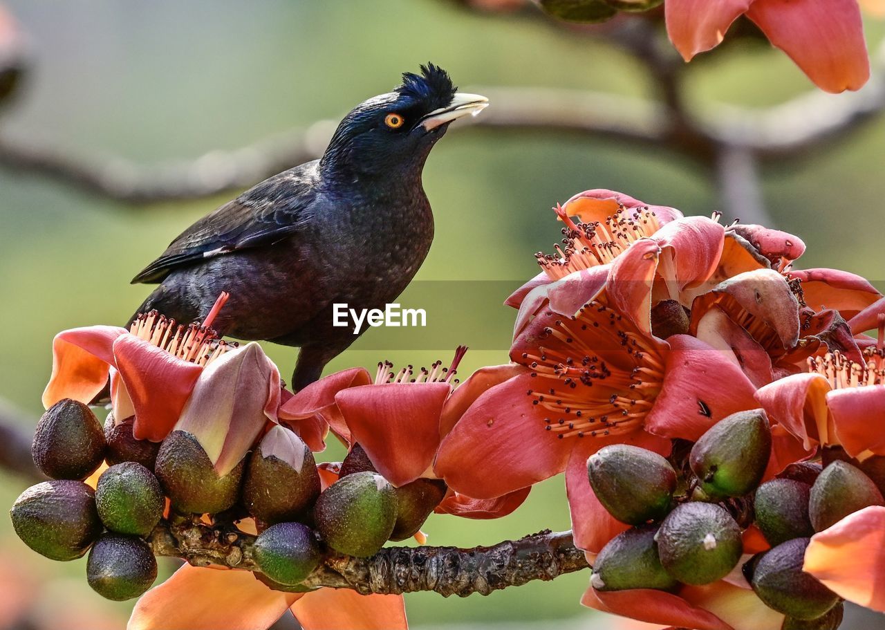 HIGH ANGLE VIEW OF BIRD PERCHING