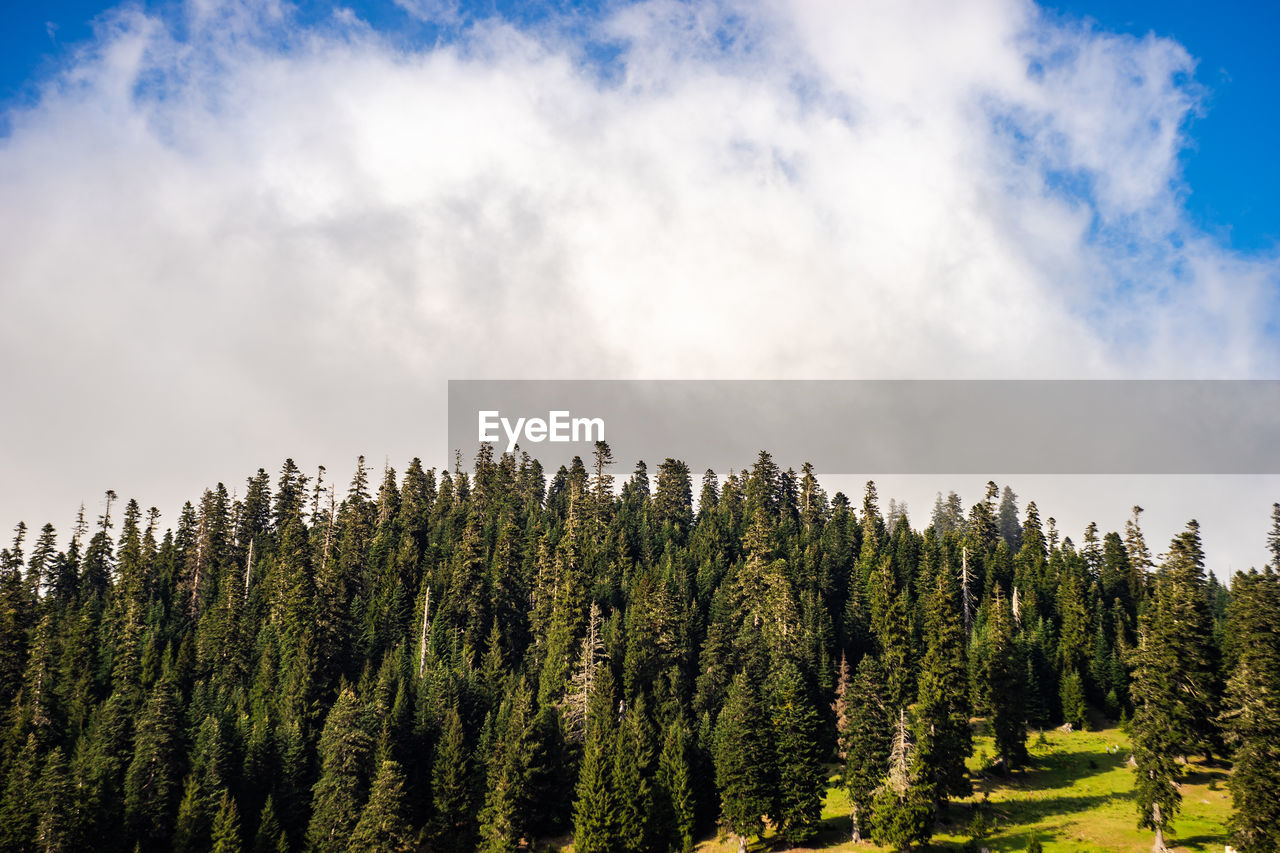 plant, tree, sky, forest, nature, pine tree, coniferous tree, land, pinaceae, cloud, scenics - nature, beauty in nature, pine woodland, landscape, environment, mountain, woodland, tranquility, wilderness, no people, meadow, non-urban scene, tranquil scene, growth, mountain range, natural environment, green, outdoors, sunlight, evergreen tree, blue, day, grass, morning, travel destinations, idyllic, summer, travel