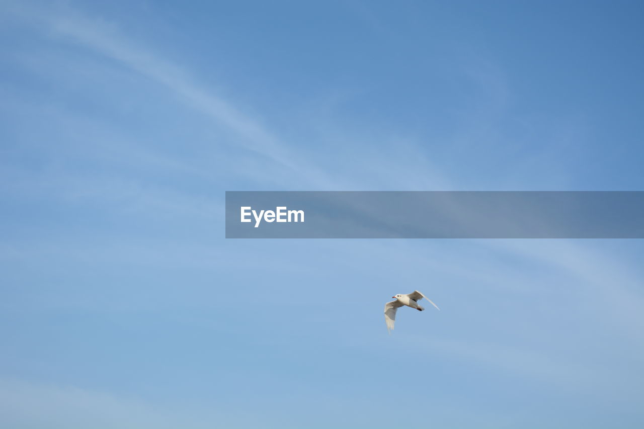 Low angle view of seagull flying in sky