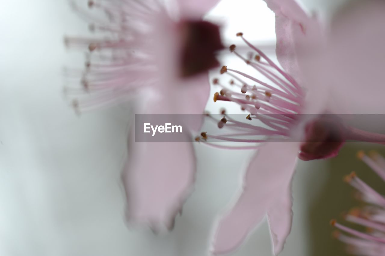 CLOSE-UP OF WHITE PINK FLOWER