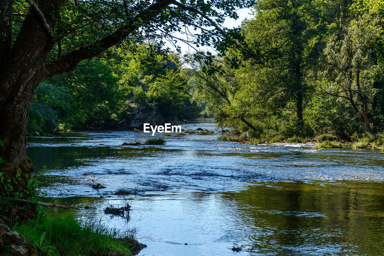 Calm river surrounded with lush greenery and forest in summer