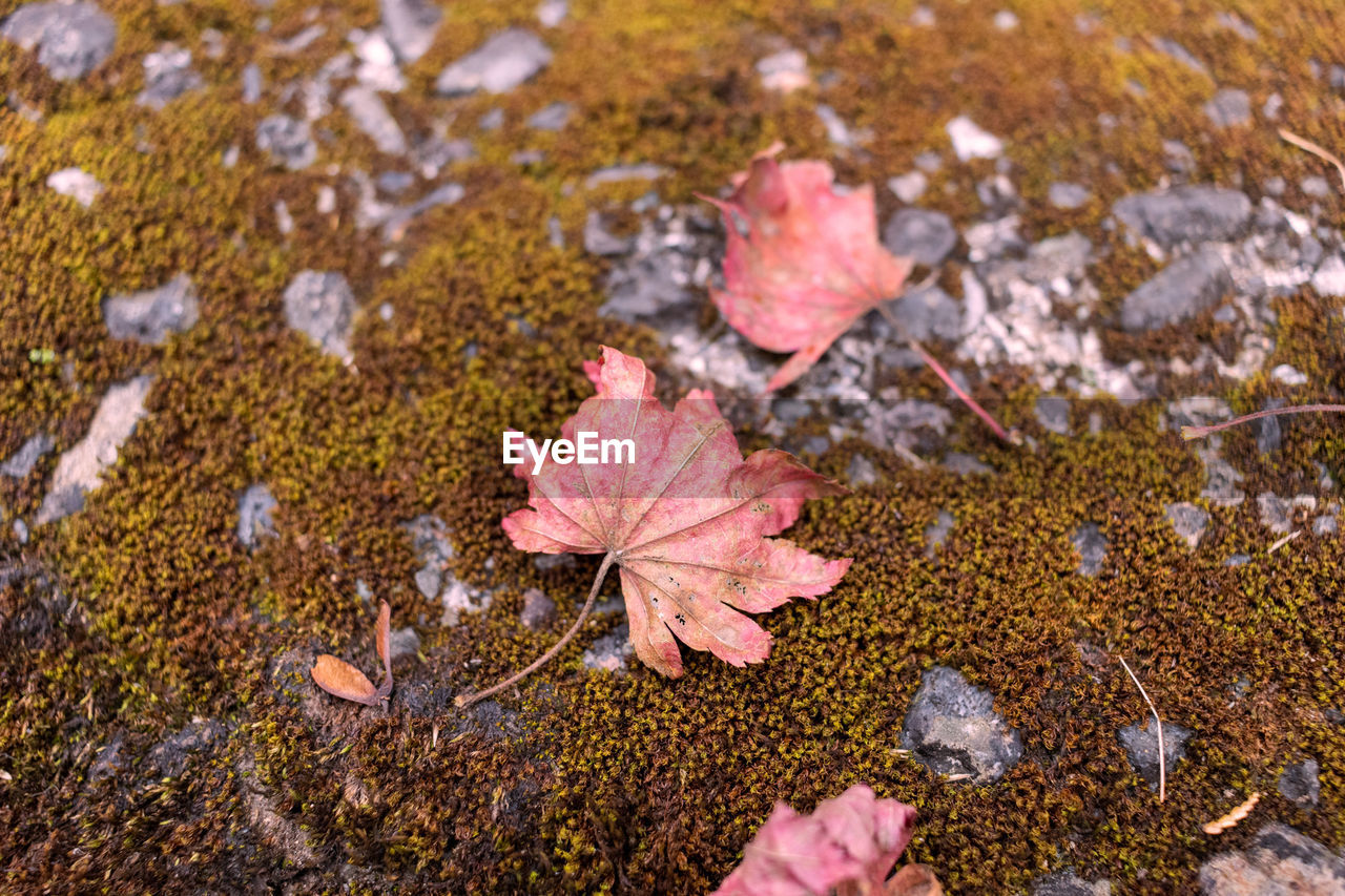 leaf, plant part, autumn, nature, beauty in nature, plant, no people, tree, day, high angle view, water, flower, land, wet, close-up, outdoors, soil, fragility, falling, macro photography, dry, maple leaf, tranquility, leaves, selective focus, pink, field, natural condition, moss