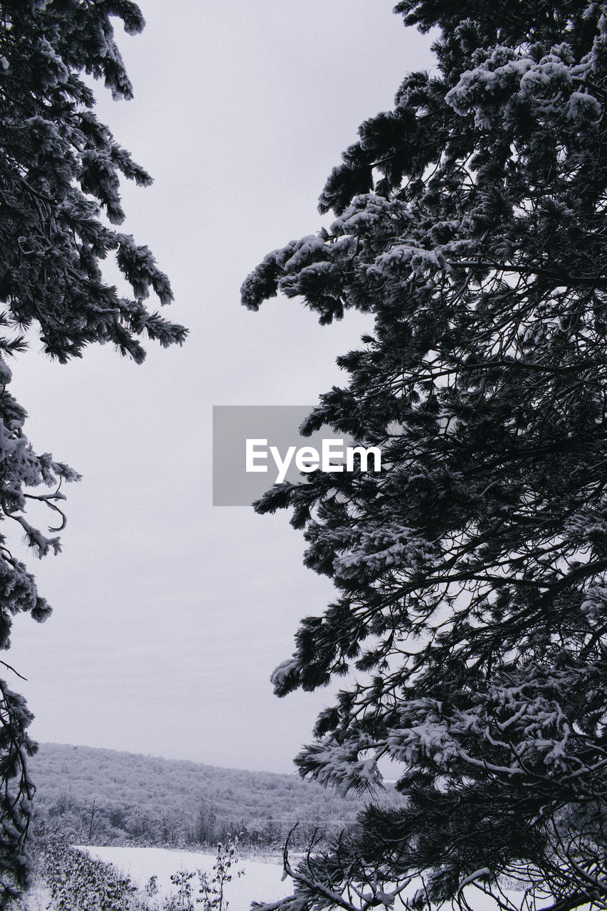 LOW ANGLE VIEW OF TREES DURING WINTER